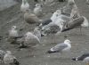 Glaucous Gull at Hole Haven Creek (Steve Arlow) (83774 bytes)
